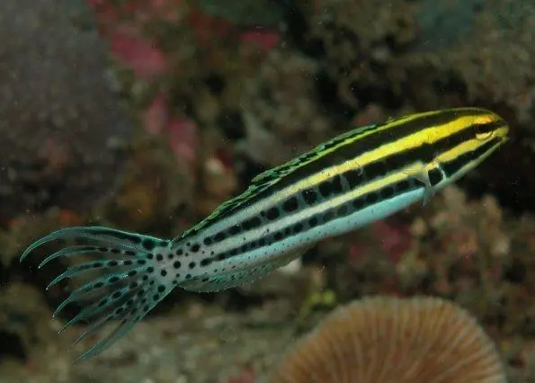 Stribet Gylte (Meiacanthus grammistes)